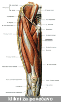 Shema5: Anatomska skica desnega stegna od spredaj [klikni za poveavo]